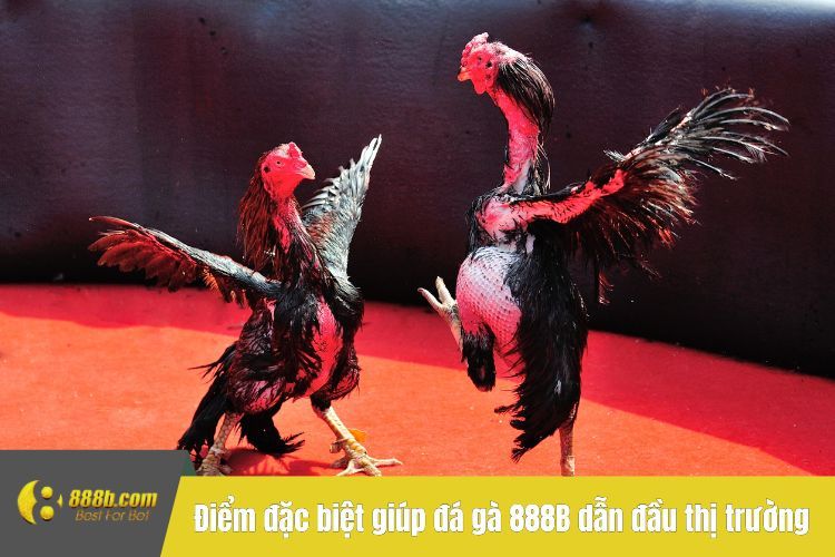 Điểm đặc biệt giúp đá gà 888B dẫn đầu thị trường